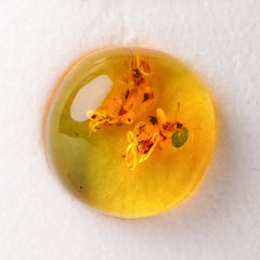 Natural Amber with Insect (6.16 cts)